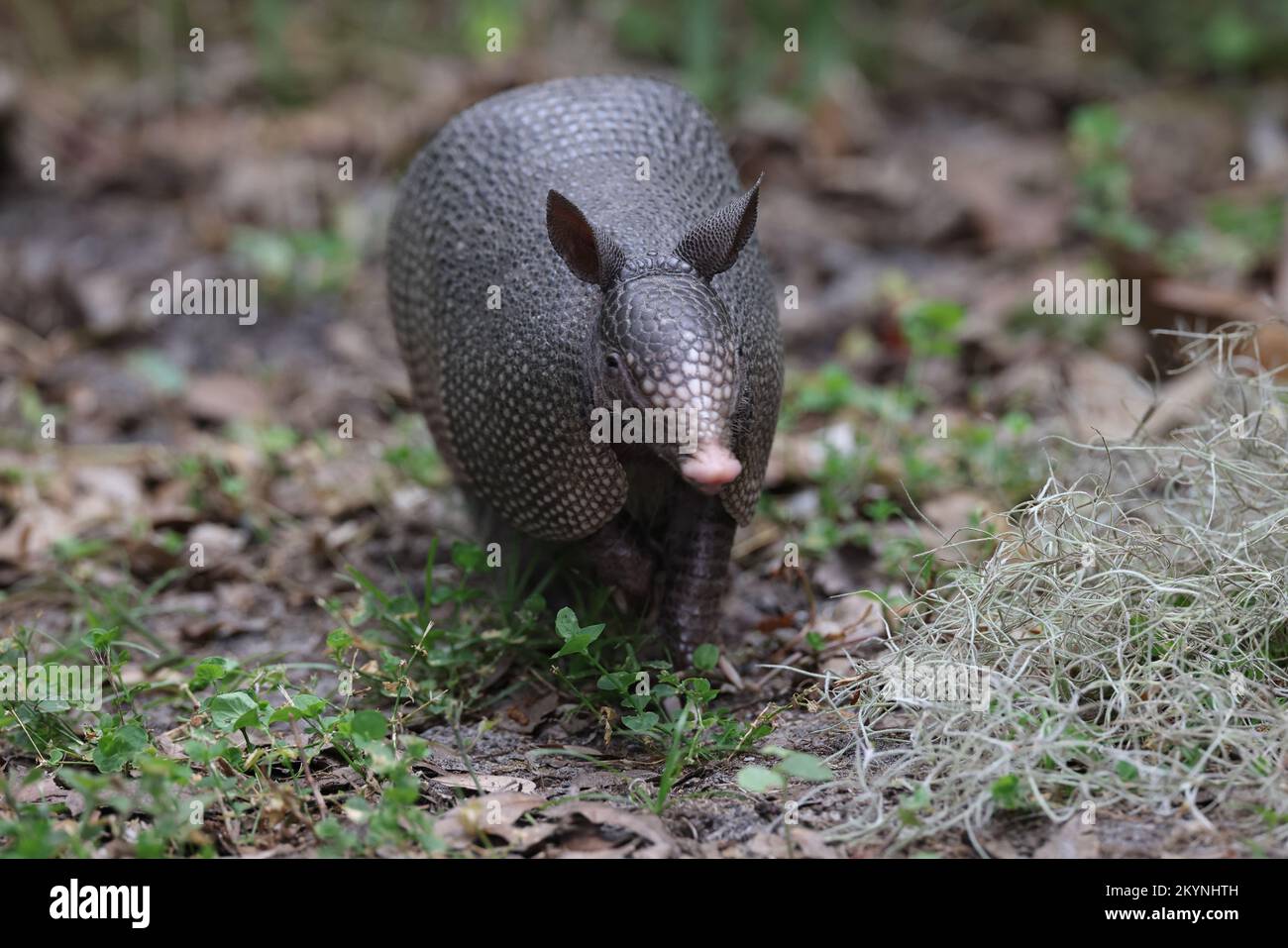 Armadillo Walking In Florida Circle B Bar Reserve Stock Photo Alamy