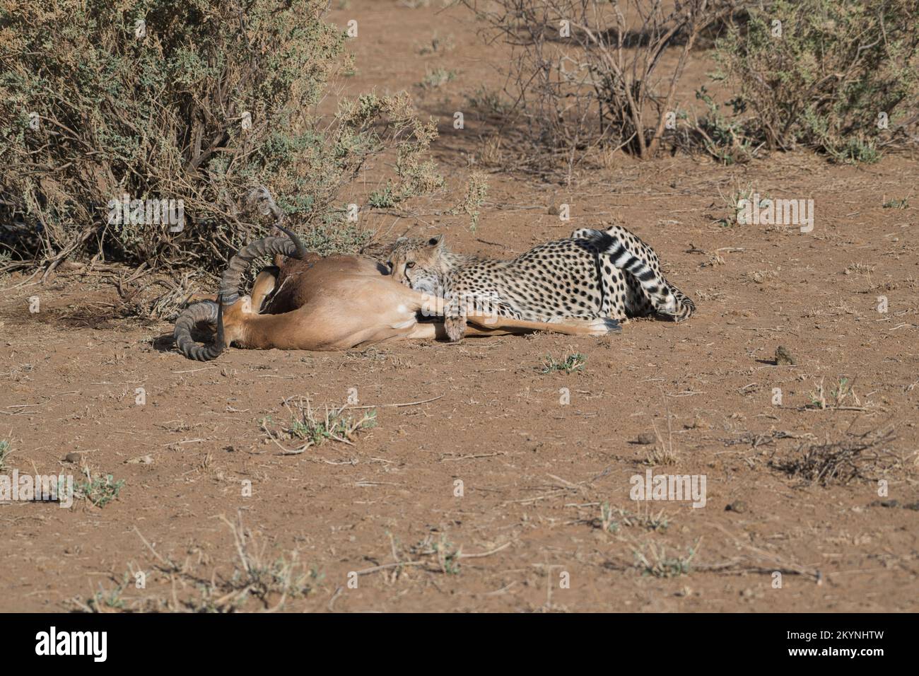 Cheetah (Acinonyx jubatus) feeding at a kill of a male impala Stock Photo