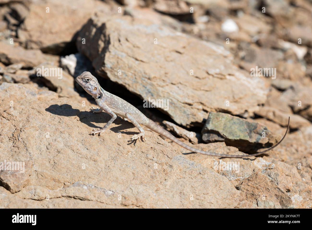 Lizard in his rocky habitat of the Hajar Mountains of the United Arab Emirates Stock Photo