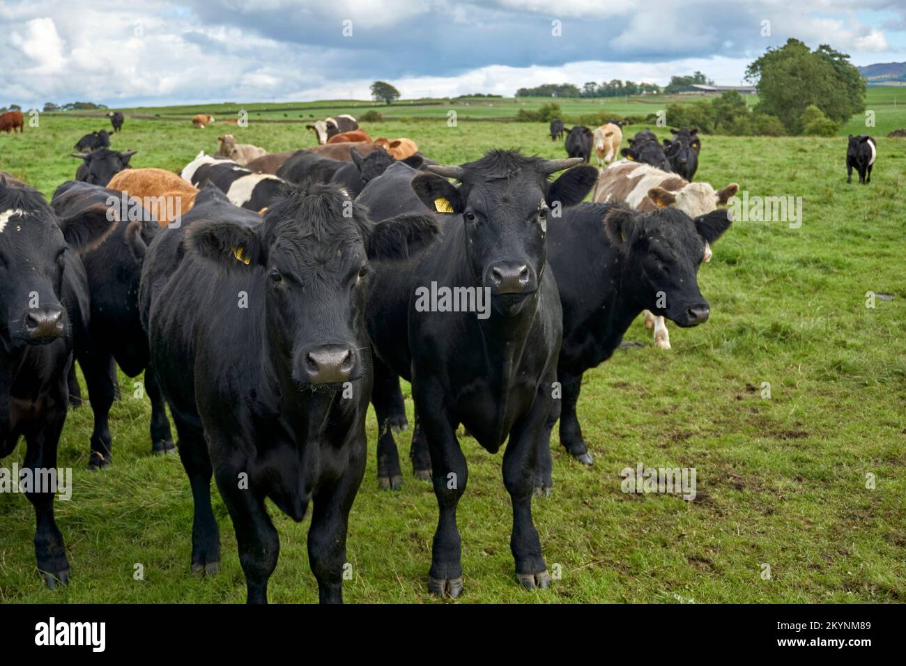 Cattle in a field on a farm near Castle Douglas in Dumfries and