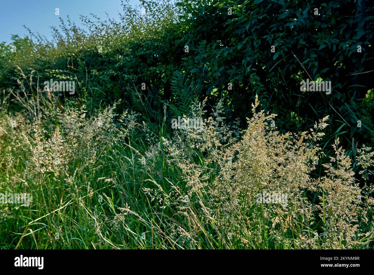 Flowering grasses next to a roadside hedge in summer. Stock Photo