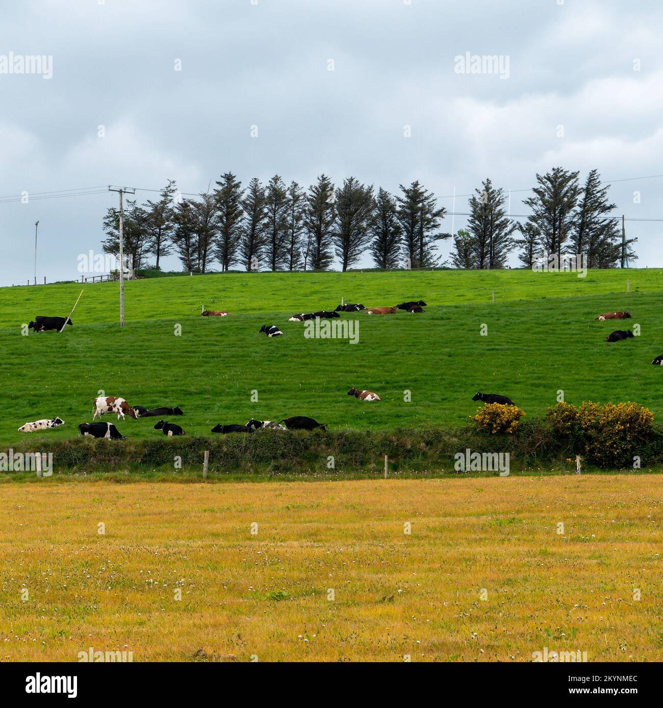 Village fields and pastures. Cows in a meadow. Agrarian landscape. Irish farmland. Green field with trees, white clouds Stock Photo