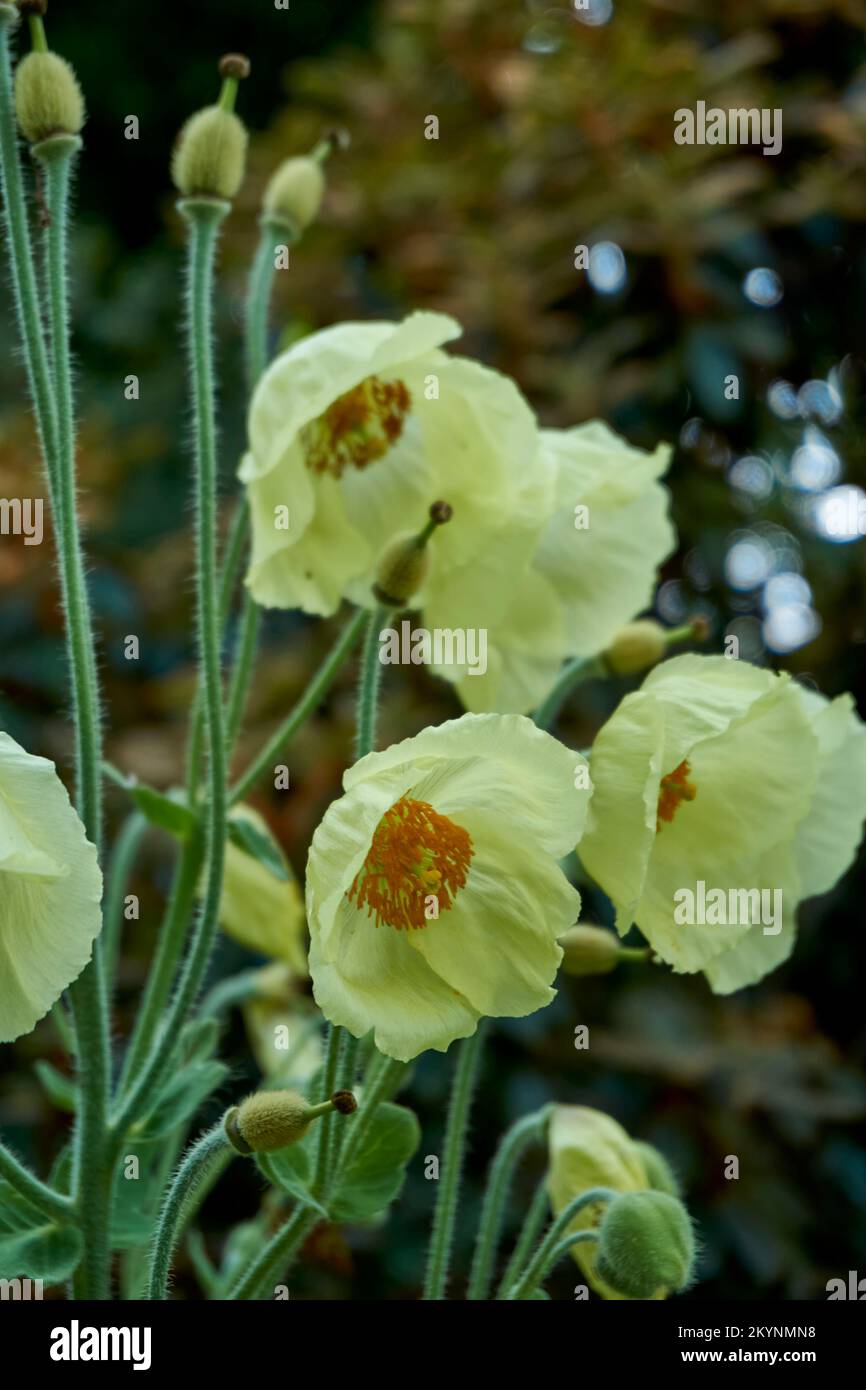 Pale yellow flowers of Meconopsis napaulensis. Stock Photo