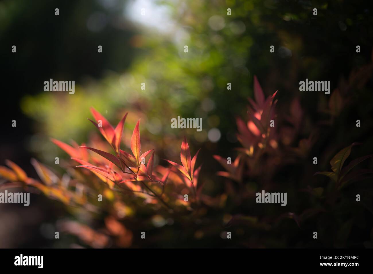 Fresh green and red leaves closeup in sunlight on foliage and grass background Stock Photo