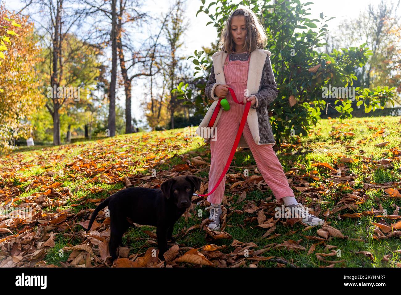 Full body girl in outerwear pouting lips and holding red leash of cute Labrador Retriever puppy on sunlit grassy lawn covered with dry leaves  Stock Photo