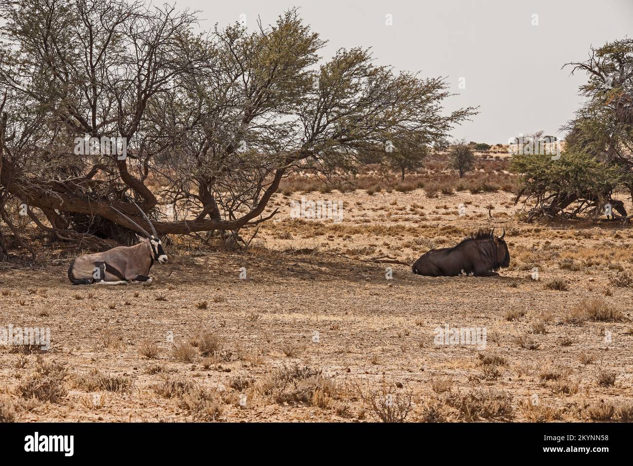 Desert animal shade hi-res stock photography and images - Alamy