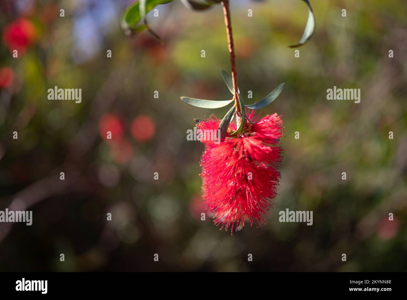 Fluffy red flower closeup. Scarlet bottlebrush or callistemon coccineus Stock Photo