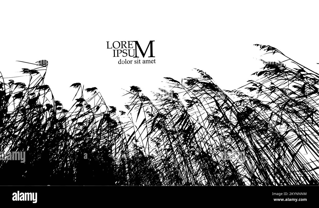 real grass silhouette. Reeds silhouette tracing. Vector illustration ...
