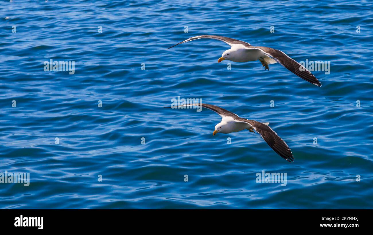 Close up picture of two flying seagulls over water during daytime Stock Photo