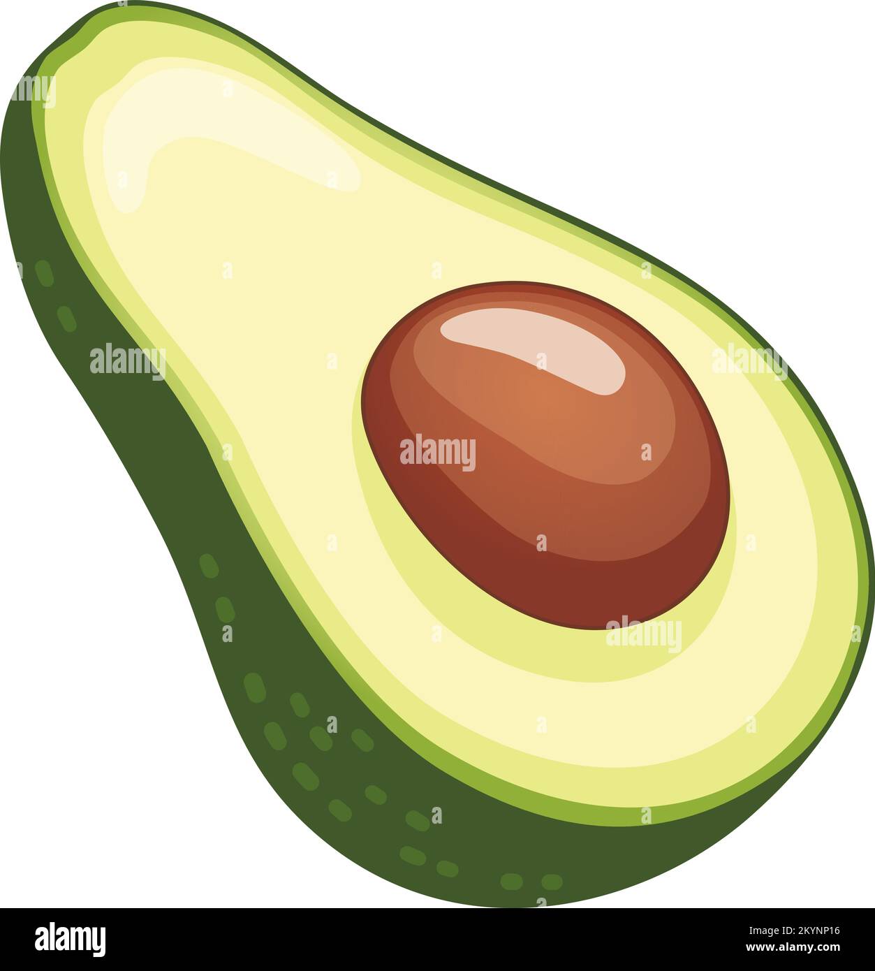 Half an avocado with a pit vector illustration Stock Vector