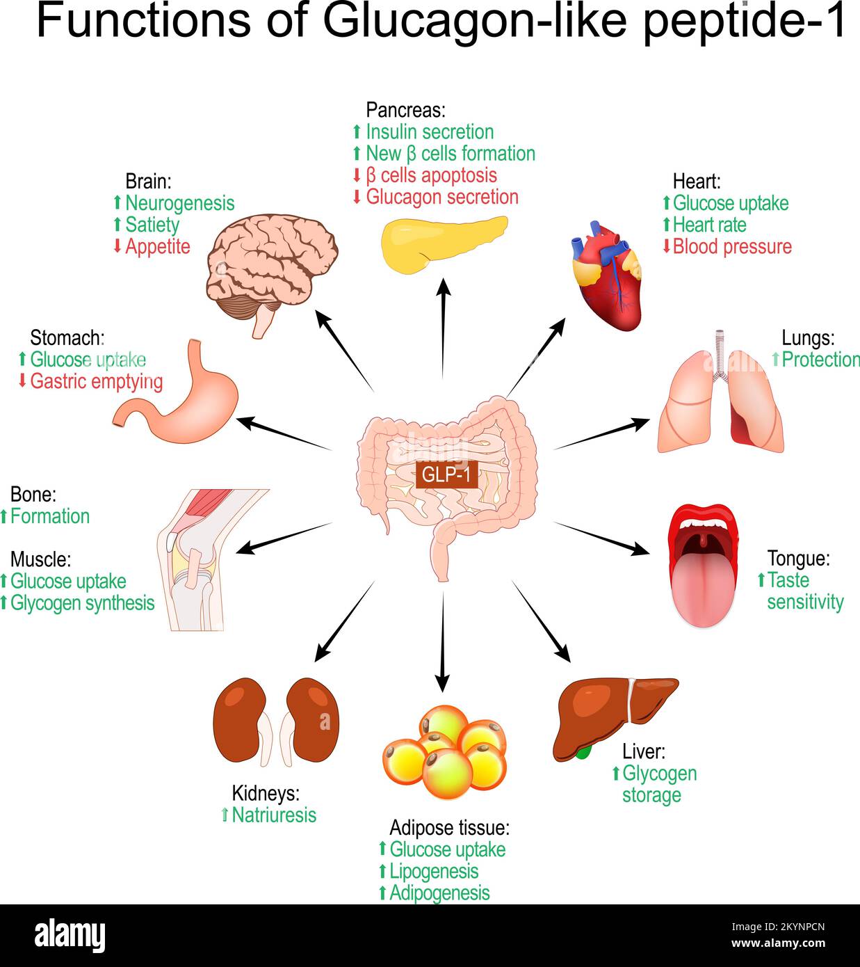 Functions of Glucagon-like peptide-1. weight loss. GLP-1. Treatment of diabetes. physiological properties of peptide hormone. Humans internal organs. Stock Vector