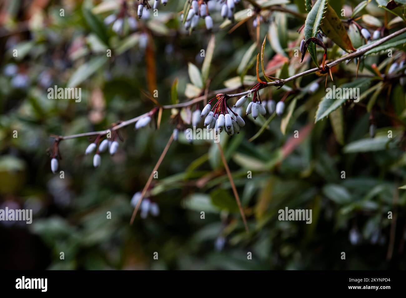 Whitish bluish berries Stock Photo