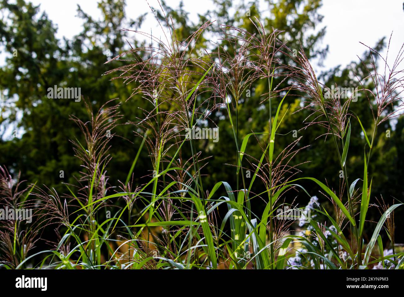 Phragmites australis ,Reed Stock Photo - Alamy