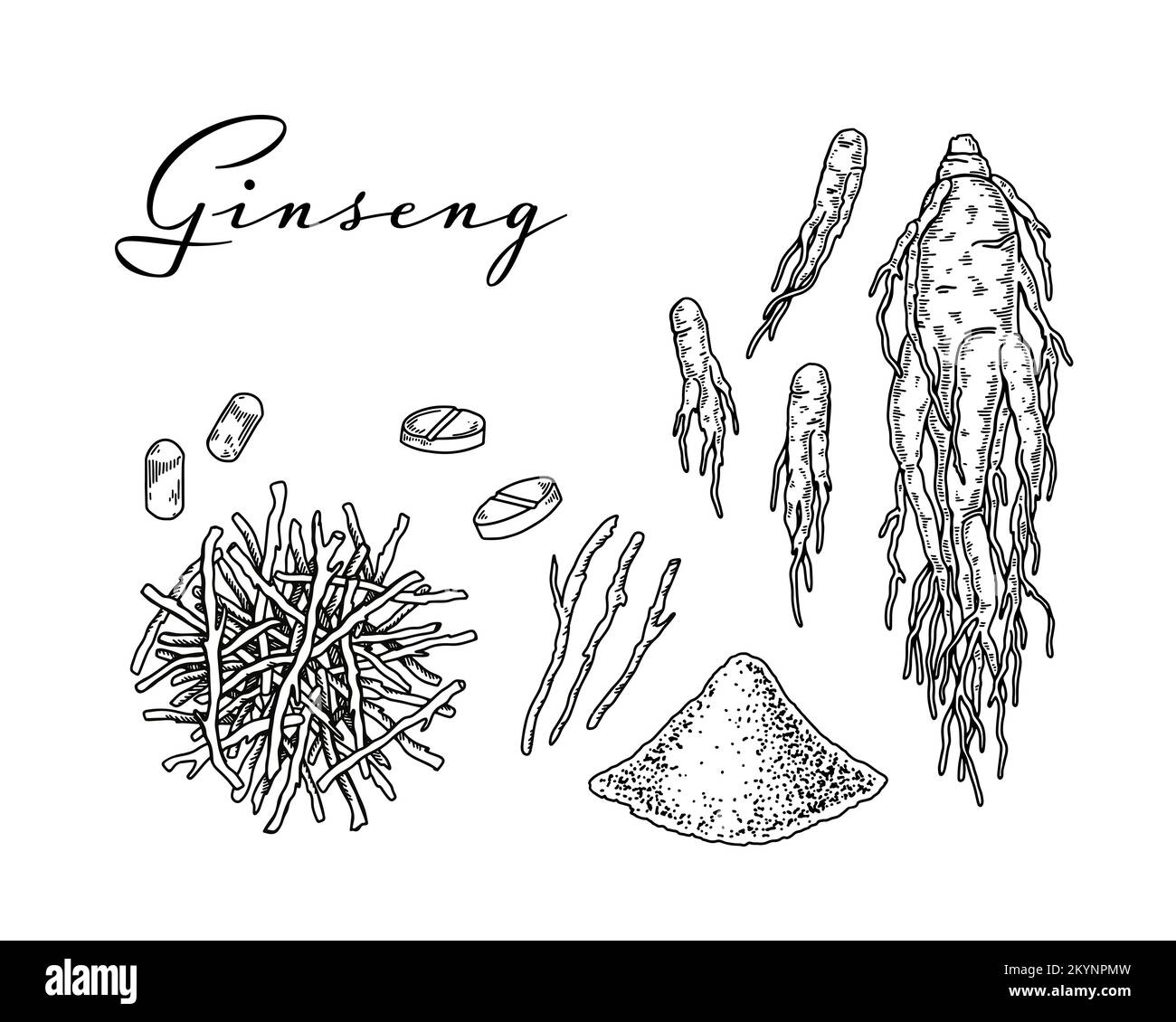 Set of hand drawn wild ginseng root,pills and powder isolated on white background. Botanical vector illustration in sketch style for packaging, logos Stock Vector