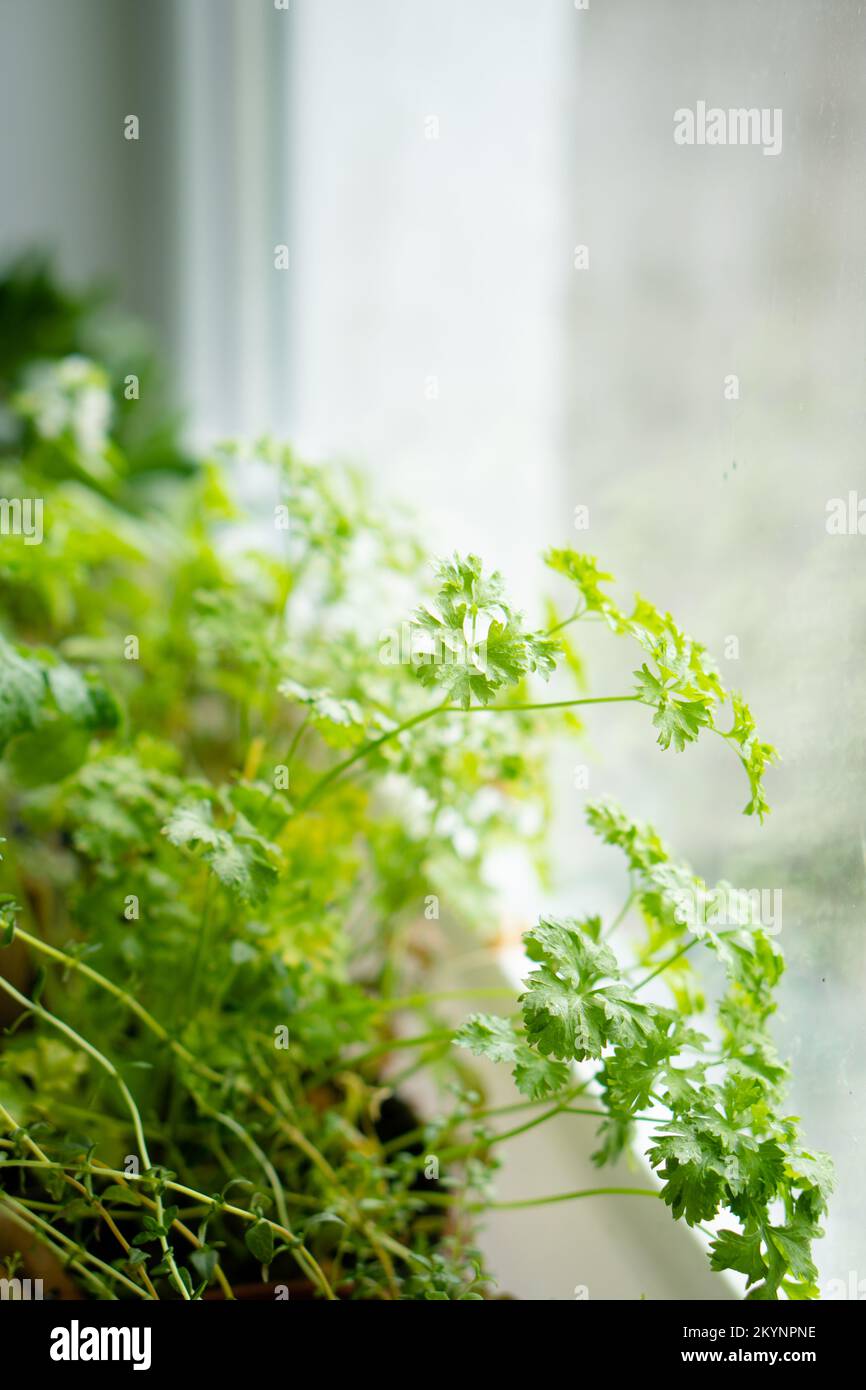Fresh green herbs growing on windowsill, home garden Stock Photo Alamy