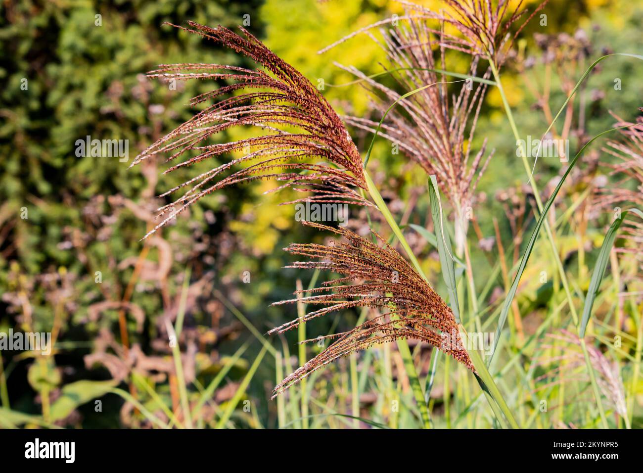 Phragmites australis ,Reed Stock Photo - Alamy