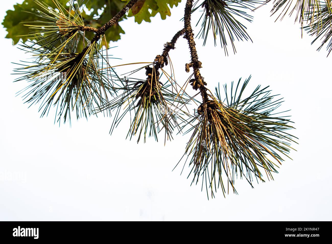 Pine branch ,Abies alba Stock Photo