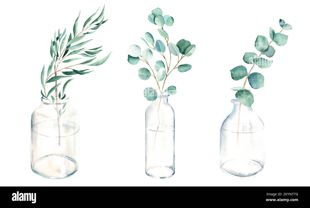 Eucalyptus branches in vases, jars, bottles. Watercolor hand drawn