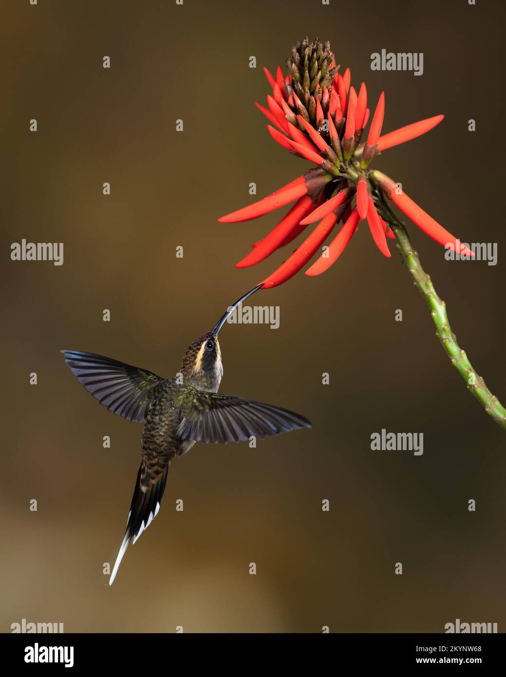 A Scale-throated Hermit (Phaethornis eurynome) visiting a native flower from the Atlantic Rainforest of SE Brazil Stock Photo