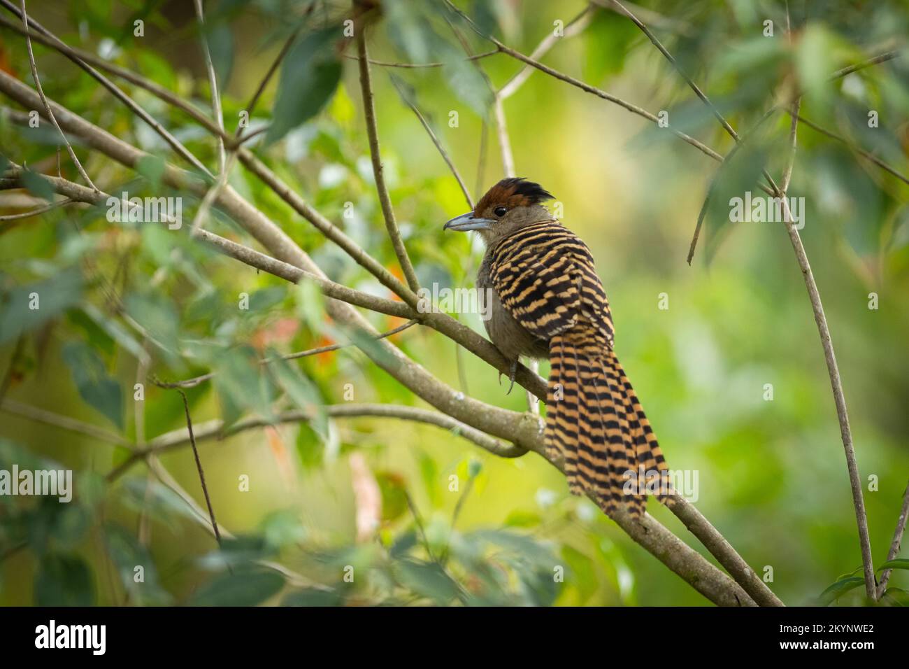 A female Giant Antshrike (Batara cinerea) from the Atlantic Rainforest of SE Brazil Stock Photo