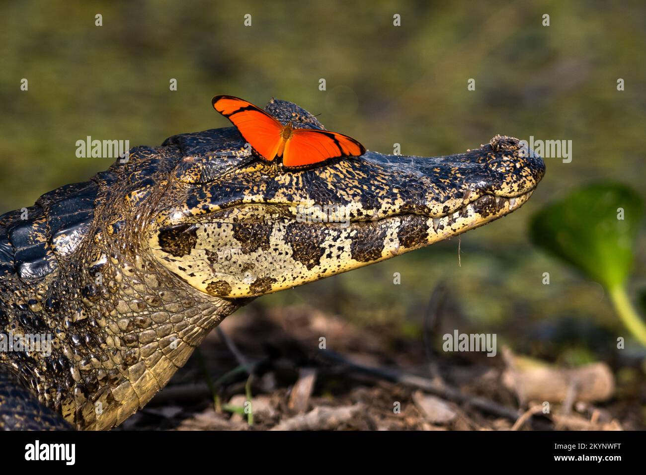 A butterfly on a Pantanal Caiman (Yacare caiman) Stock Photo