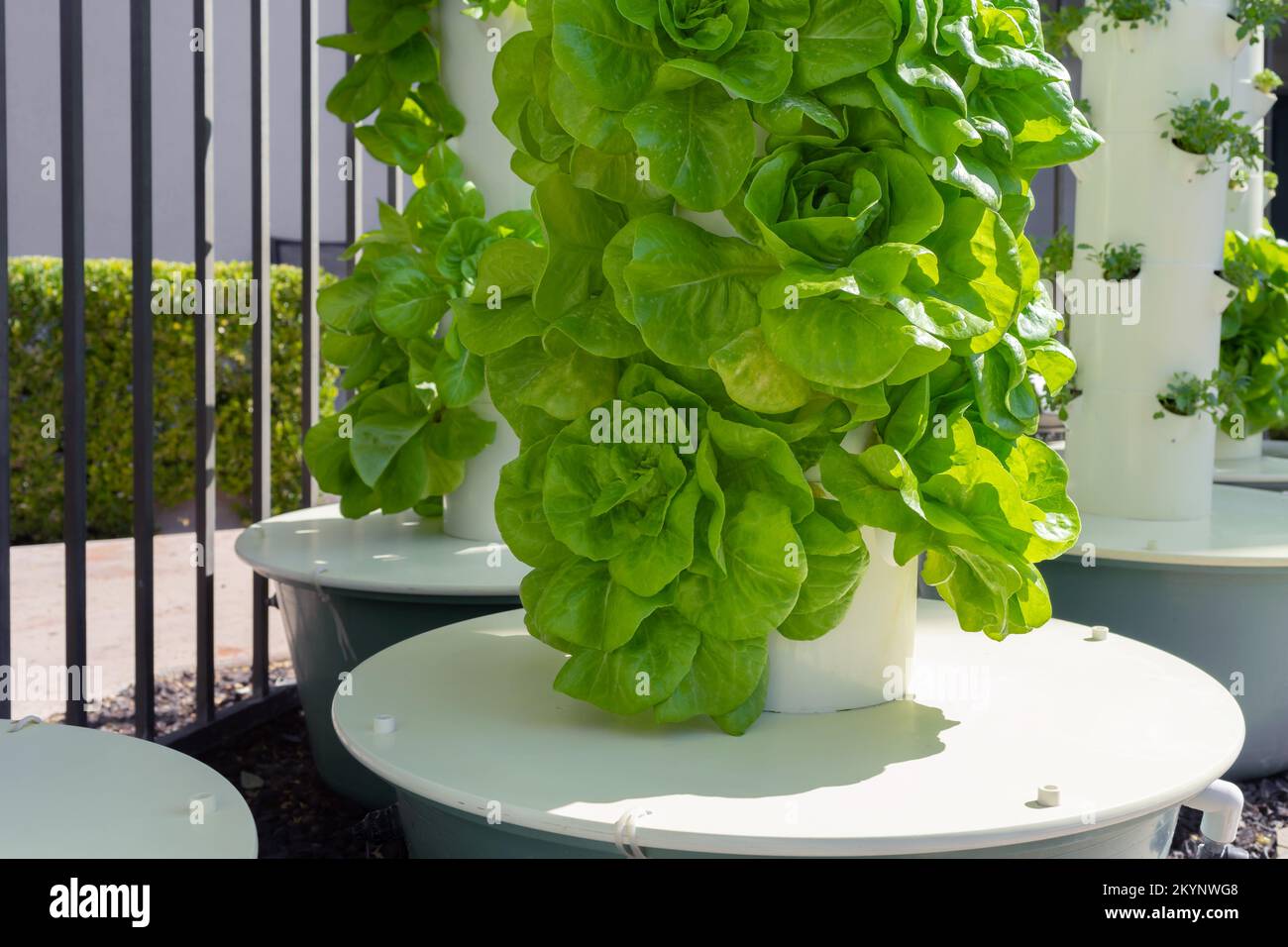 Green lettuce growing on a vertical hydroponic tower system Stock Photo Alamy