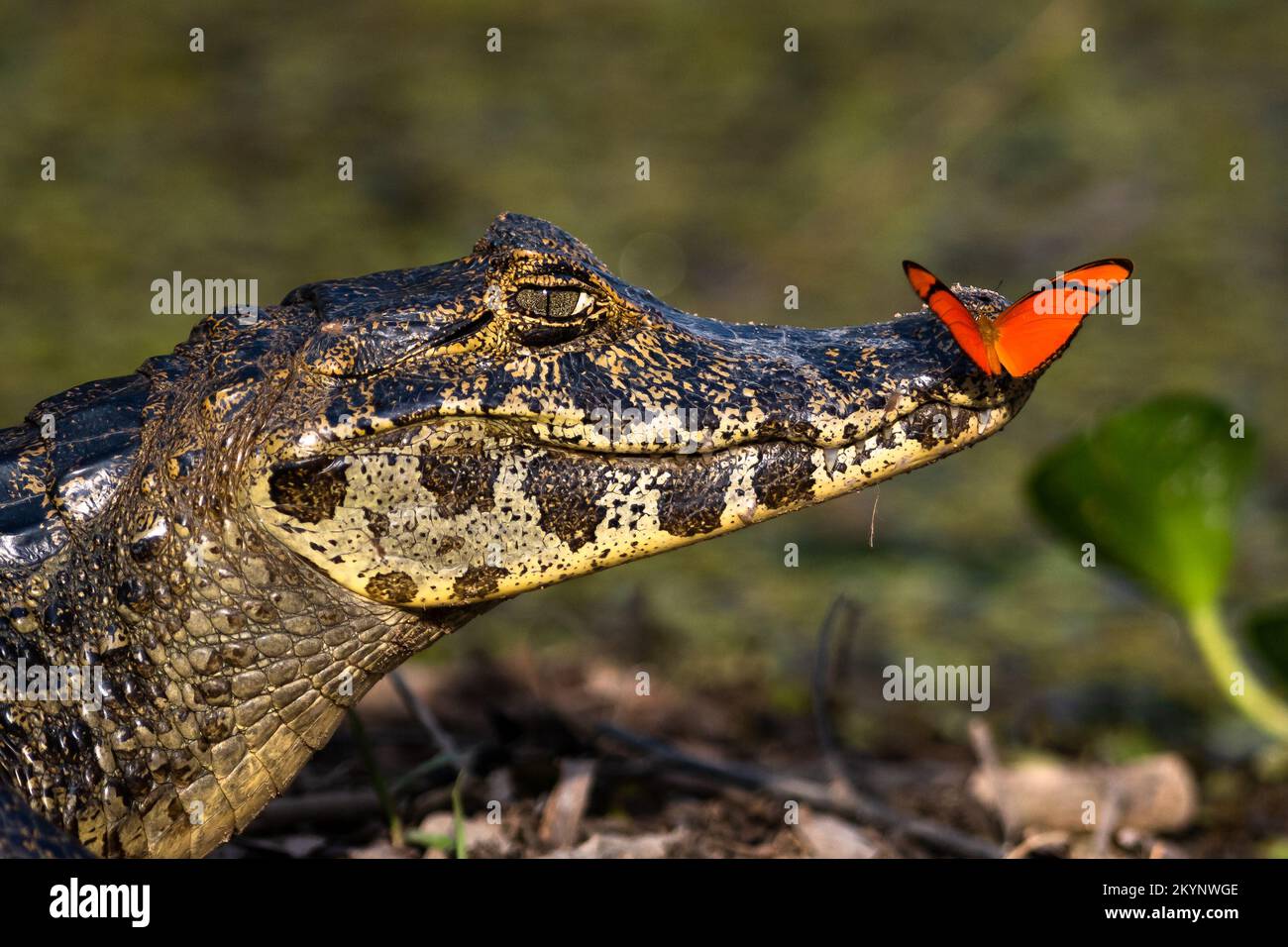 A butterfly on a Pantanal Caiman (Yacare caiman) Stock Photo