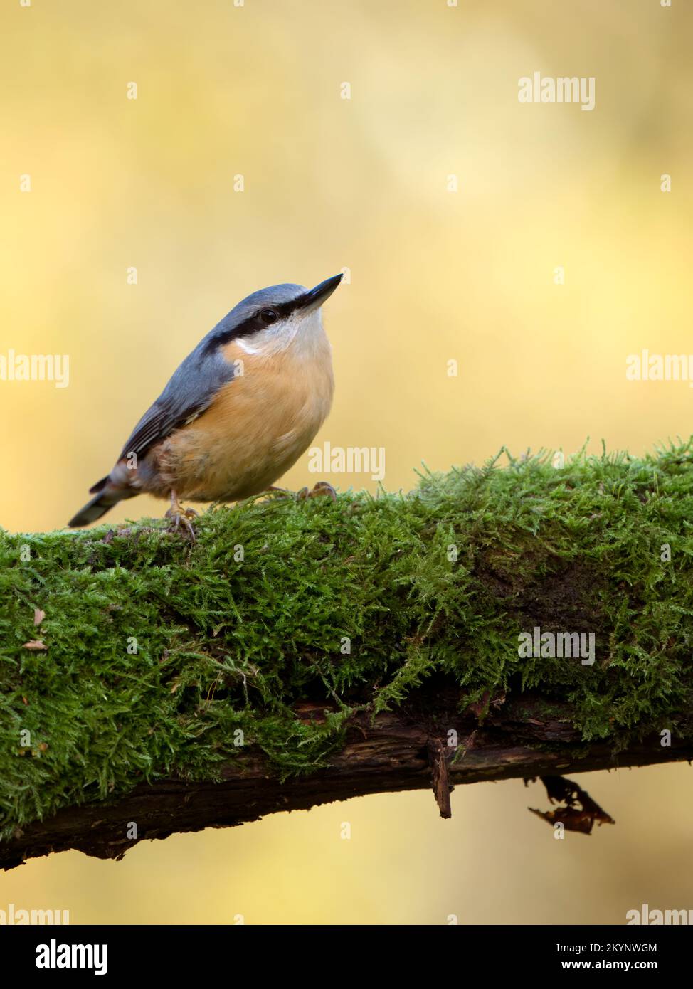 Nuthatch,  Sitta europaea, single bird on branch, Warwickshire, November 2022 Stock Photo