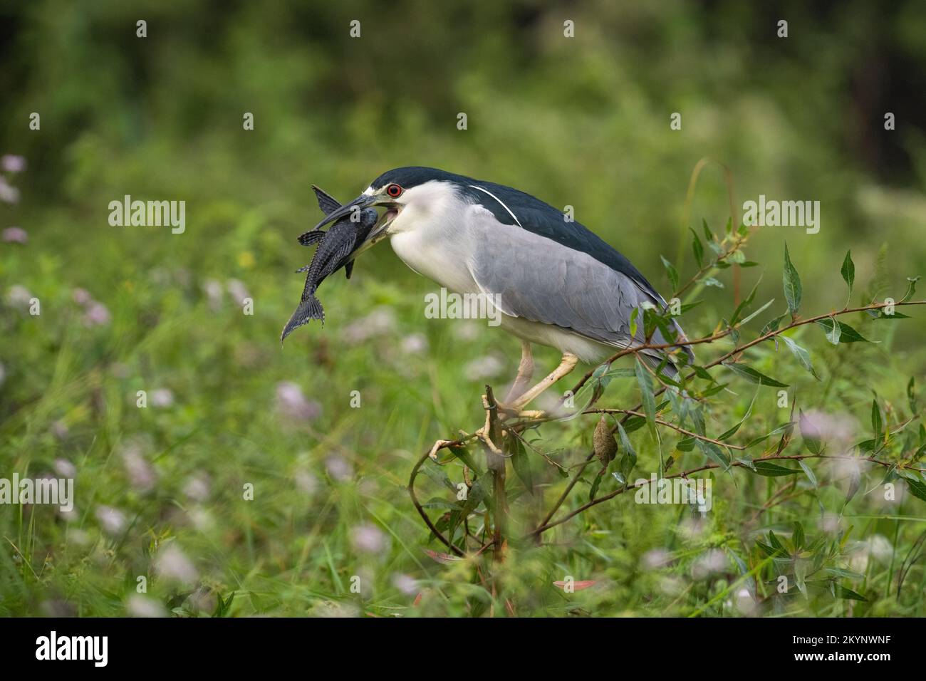 A Black-crowned Night-Heron (Nycticorax nycticorax) with an Armored Catfish it had just captured, in North Pantanal, Brazil Stock Photo