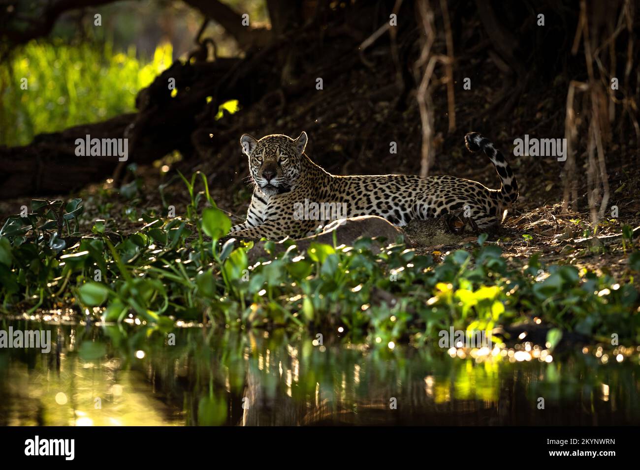 A Jaguar in the Pantanal of Brazil. Stock Photo