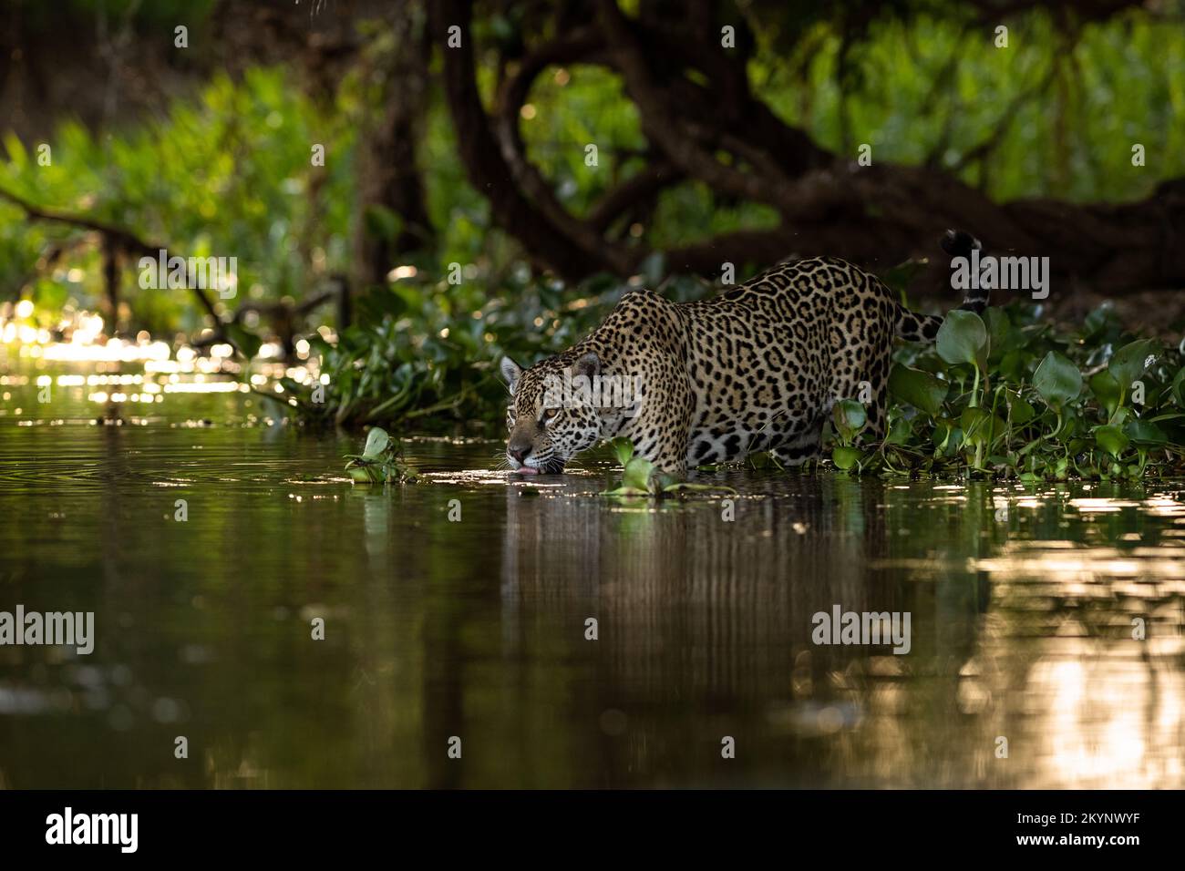 A Jaguar drinking water in the Pantanal of Brazil. Stock Photo
