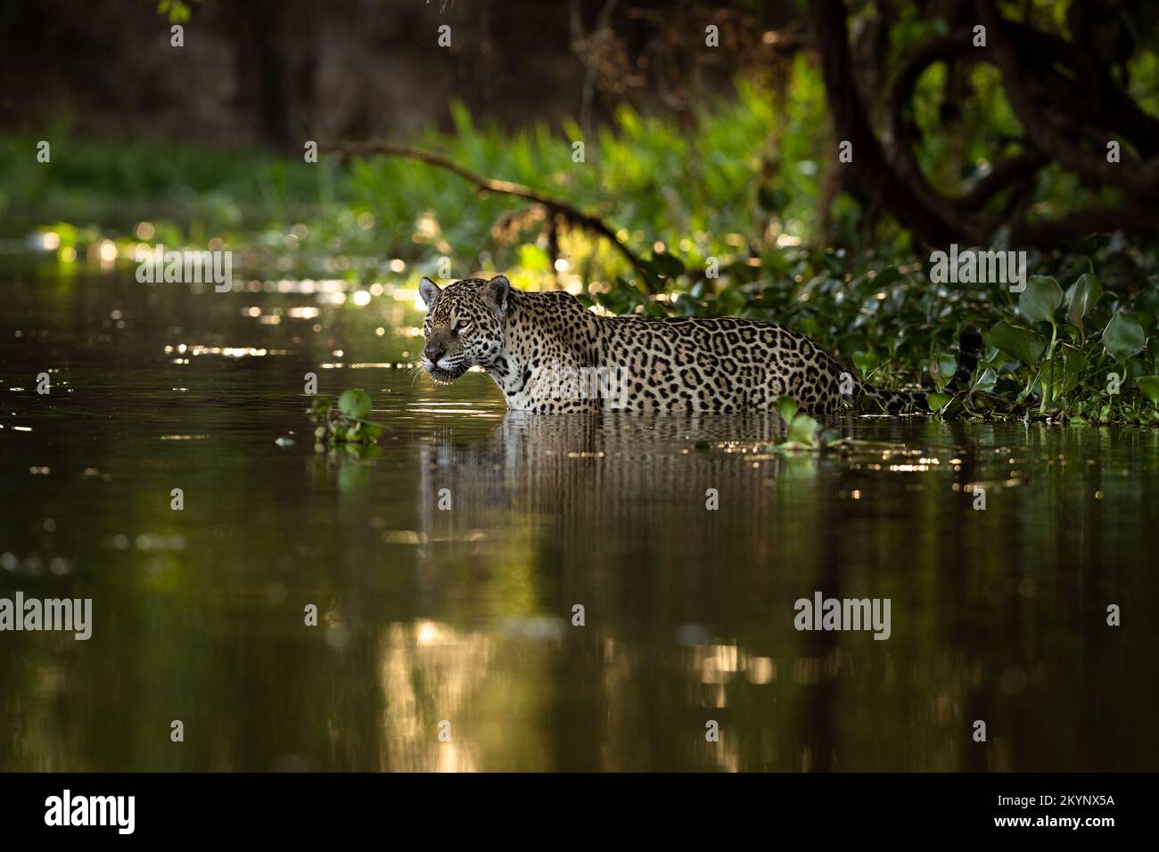 A Jaguar entering the water in the Pantanal of Brazil. Stock Photo