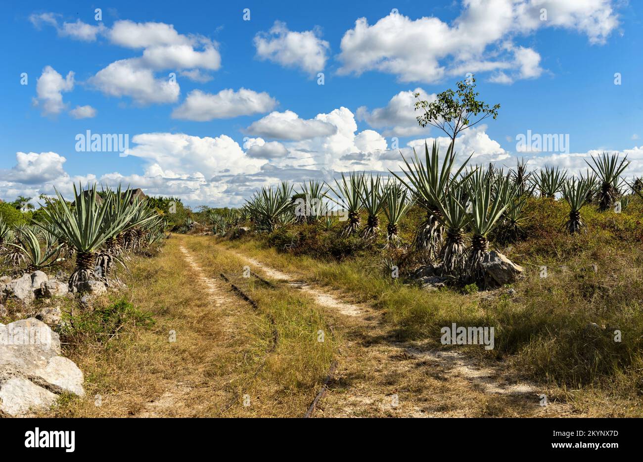 Agave field on Yucatan, Mexico Stock Photo