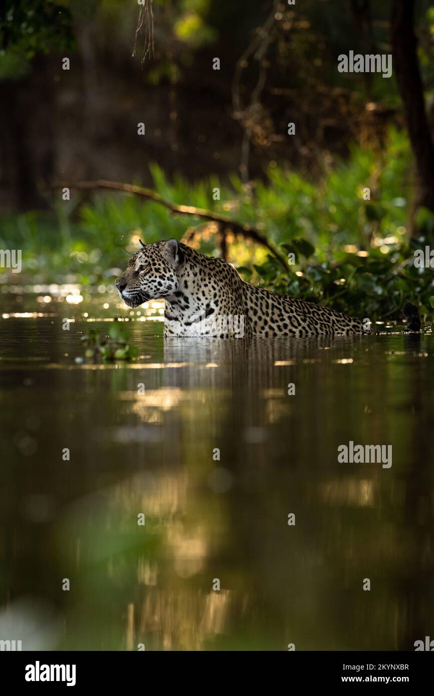 A Jaguar entering the water in the Pantanal of Brazil. Stock Photo