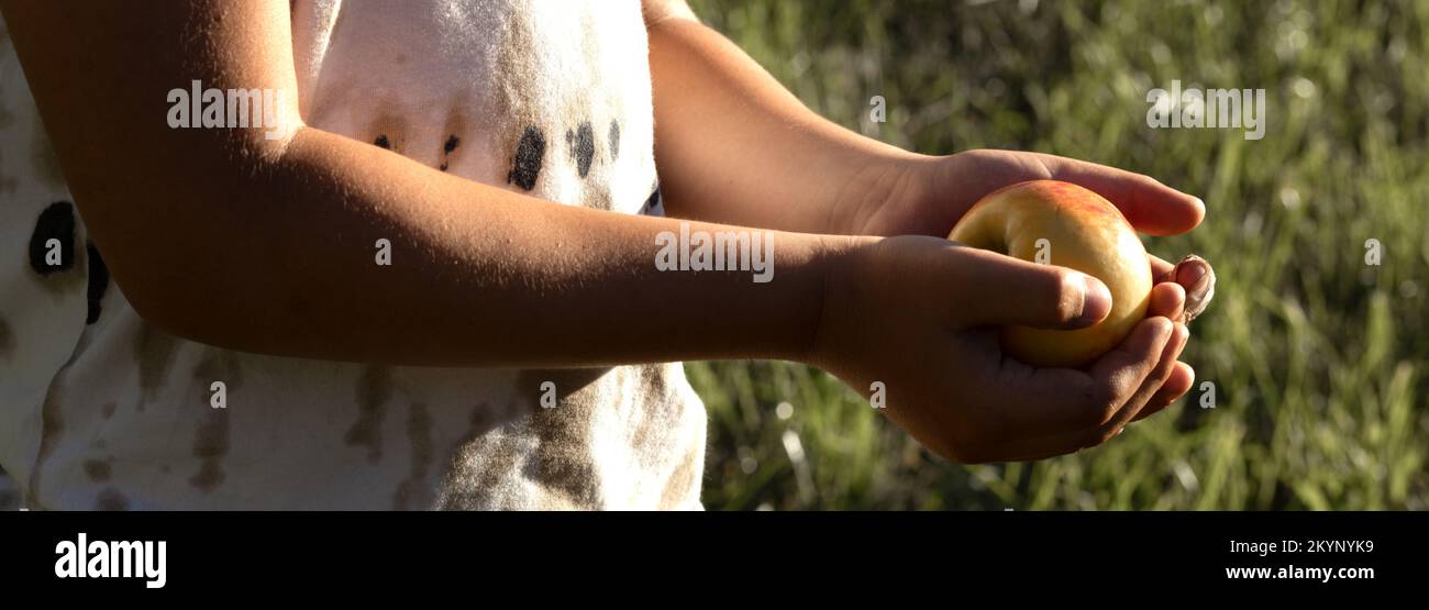 A child in a T-shirt holds a ripe apple on outstretched arms Stock Photo