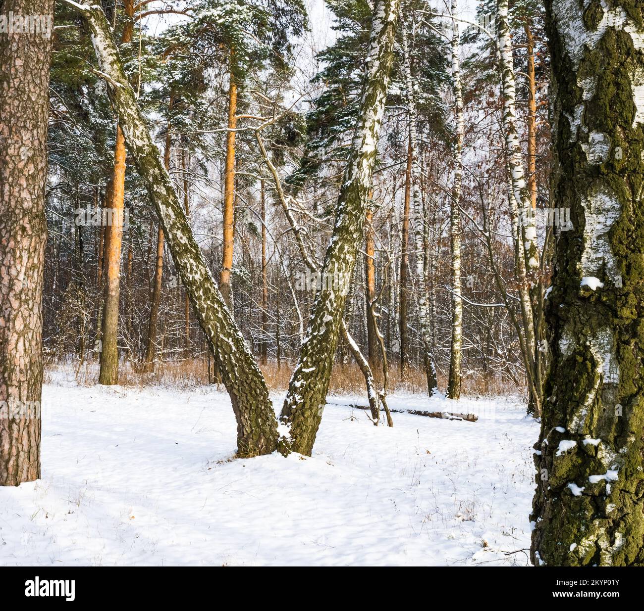 V shaped tree hi-res stock photography and images - Alamy