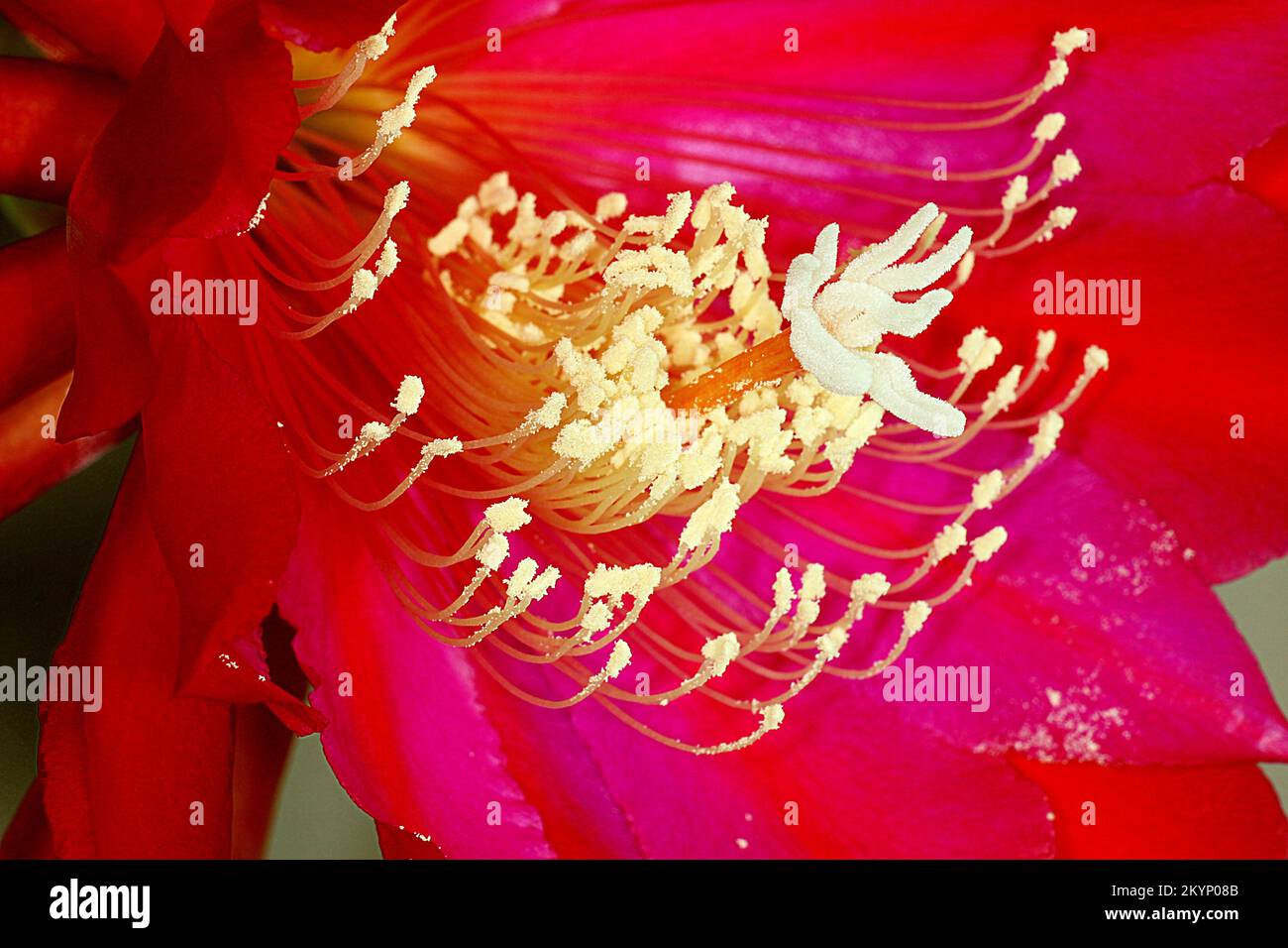 Queen of the night cactus flower (Epiphyllum oxypetalum Stock Photo Alamy