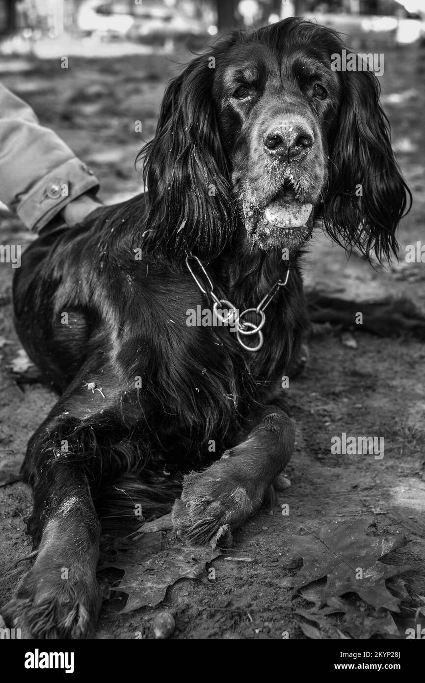 Beautiful black dog at the park in Italy Stock Photo Alamy