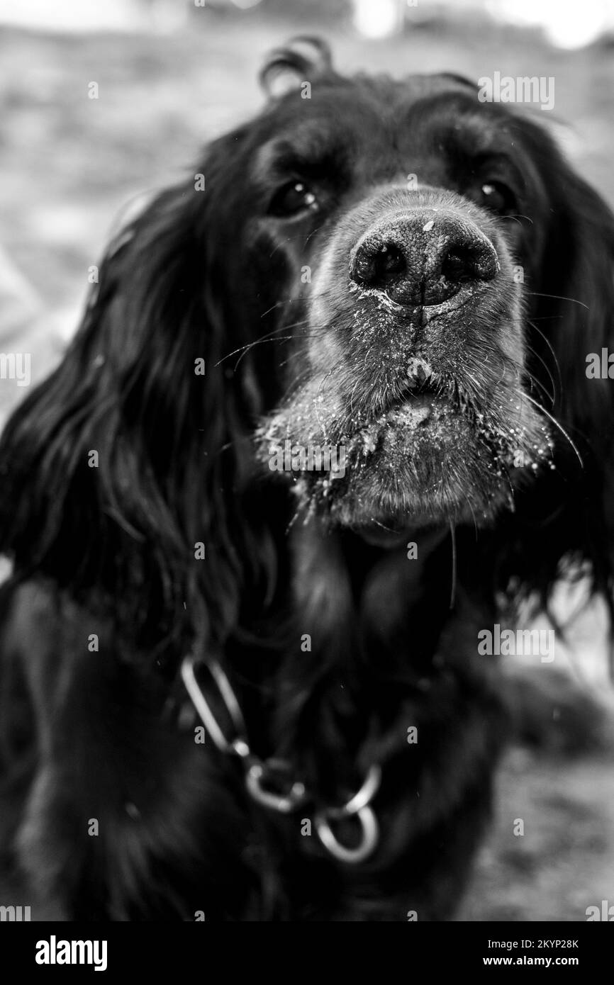 Beautiful black dog at the park in Italy Stock Photo Alamy