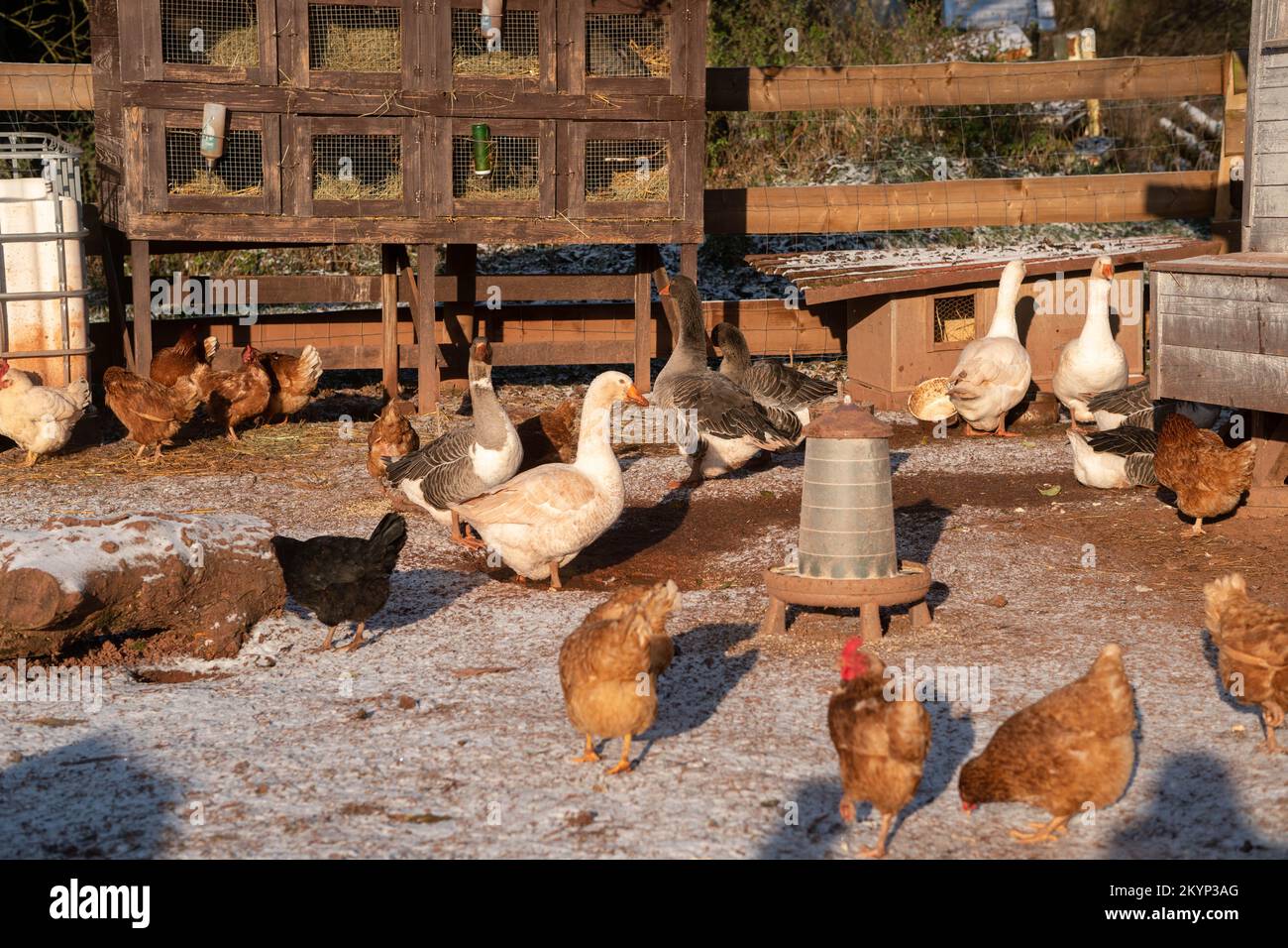 Ducks, geese, chickens feed on the traditional country yard in winter