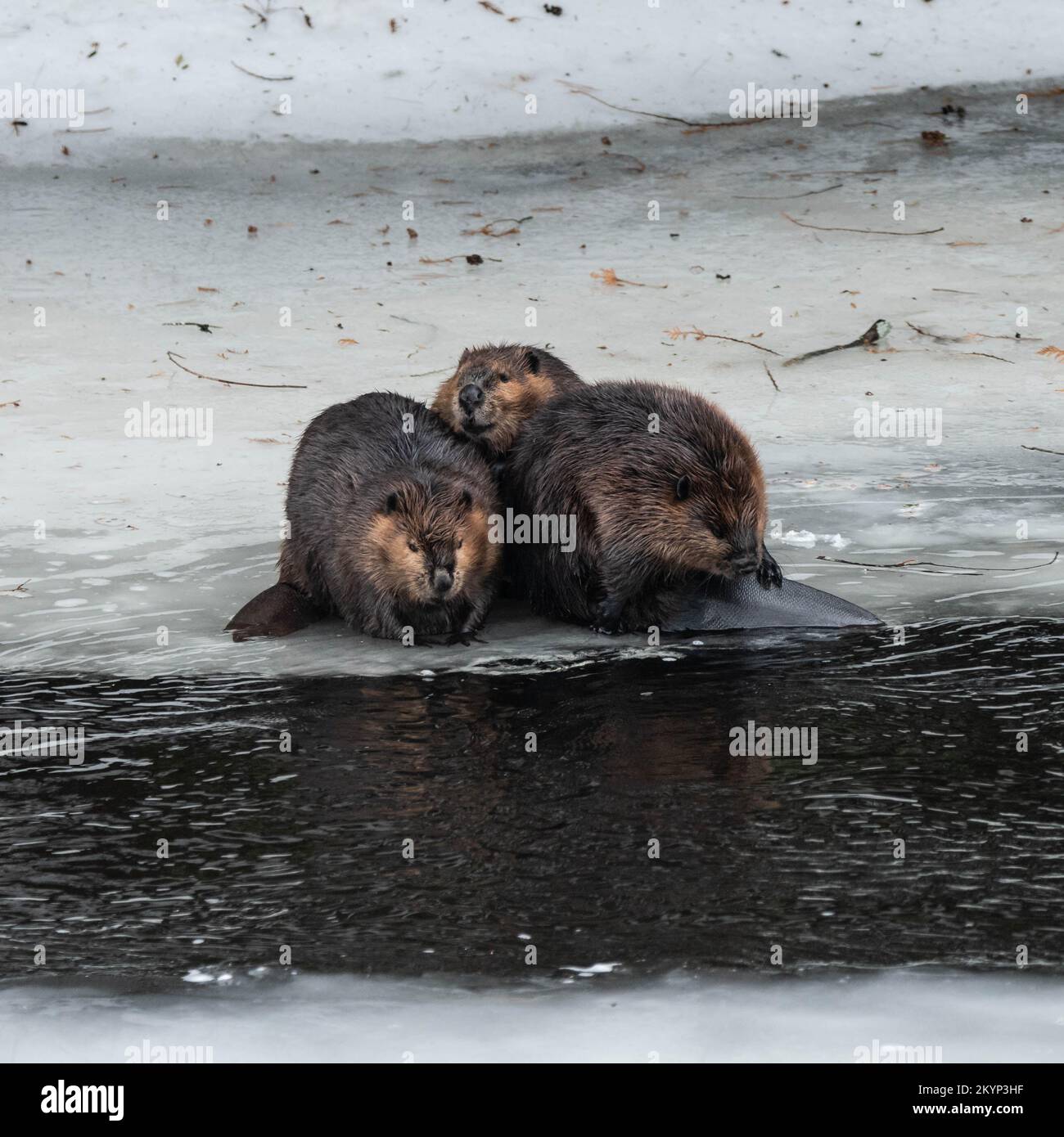 Three Canadian Beaver Family Members On The Ice In Spring Stock Photo