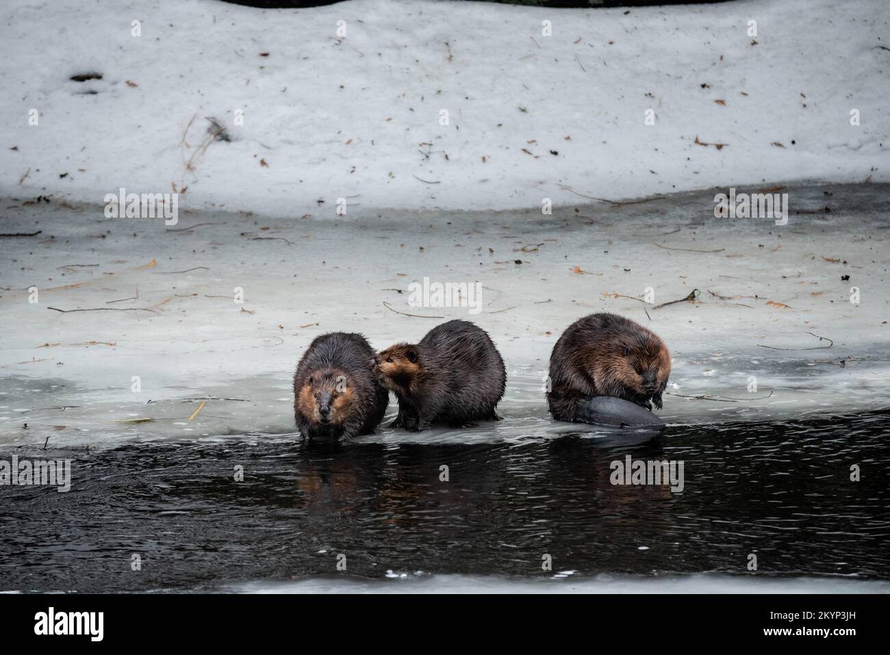 Canadaian beaver hi-res stock photography and images - Alamy