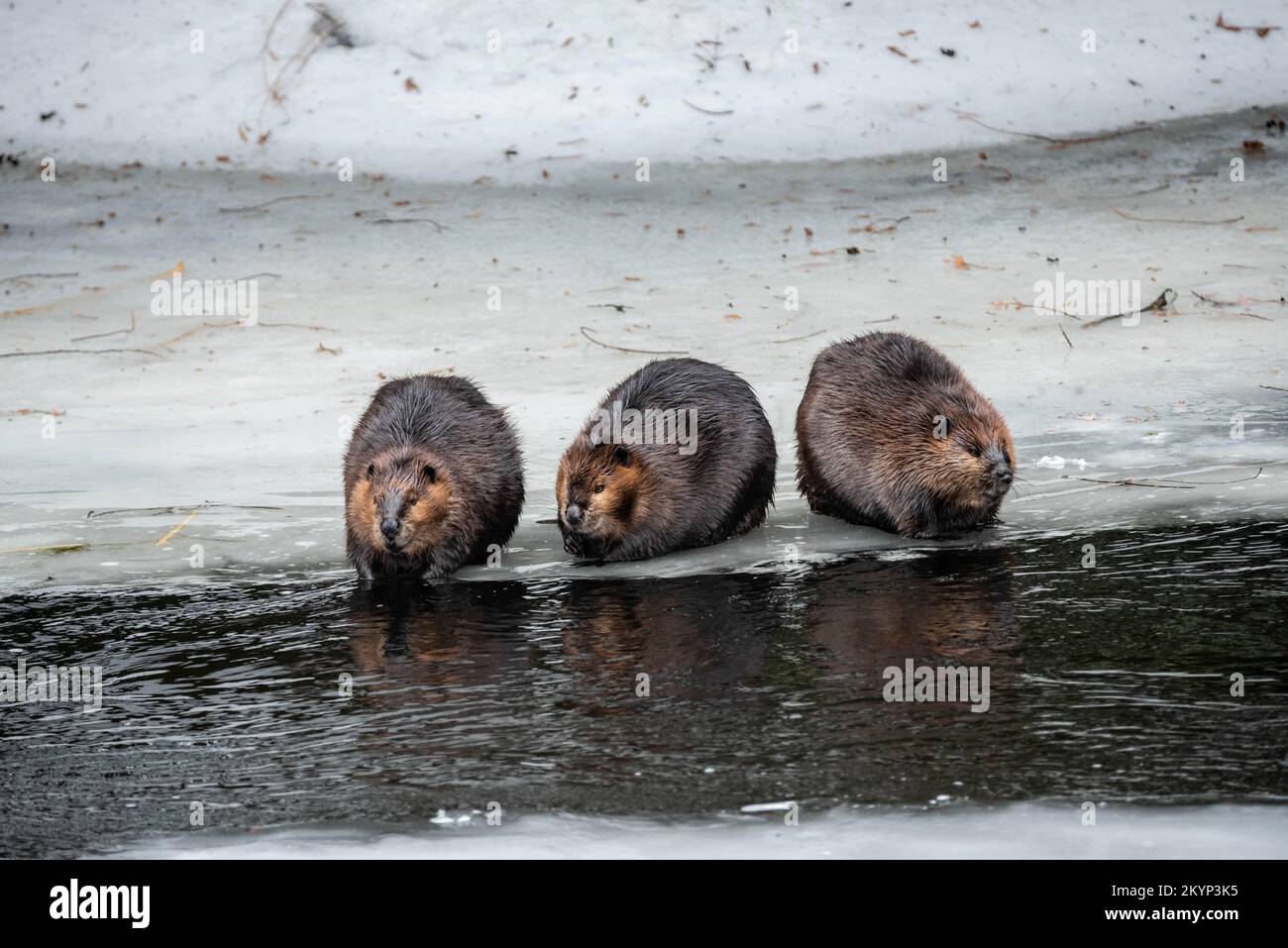 Three Canadian Beaver Family Members On The Ice In Spring Stock Photo