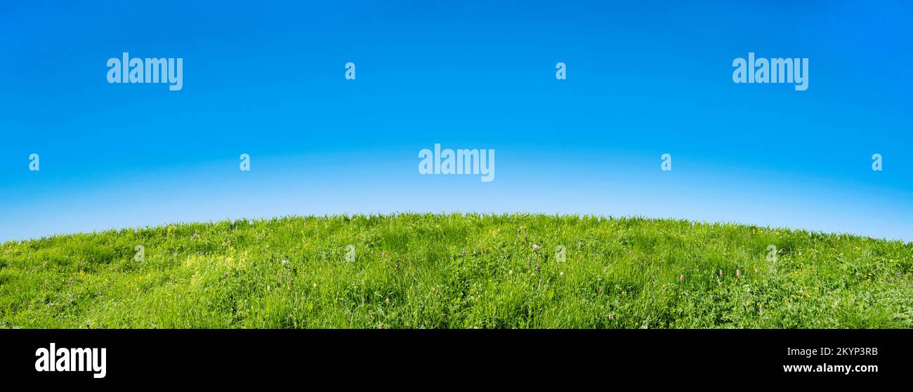 green grass field on a blue sky background Stock Photo