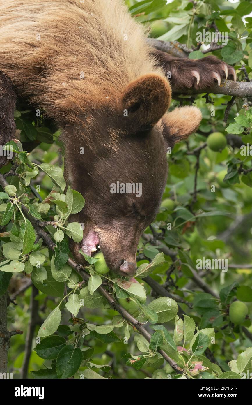 Black Bear, Cinnamon color, Eating apples, Montana Stock Photo