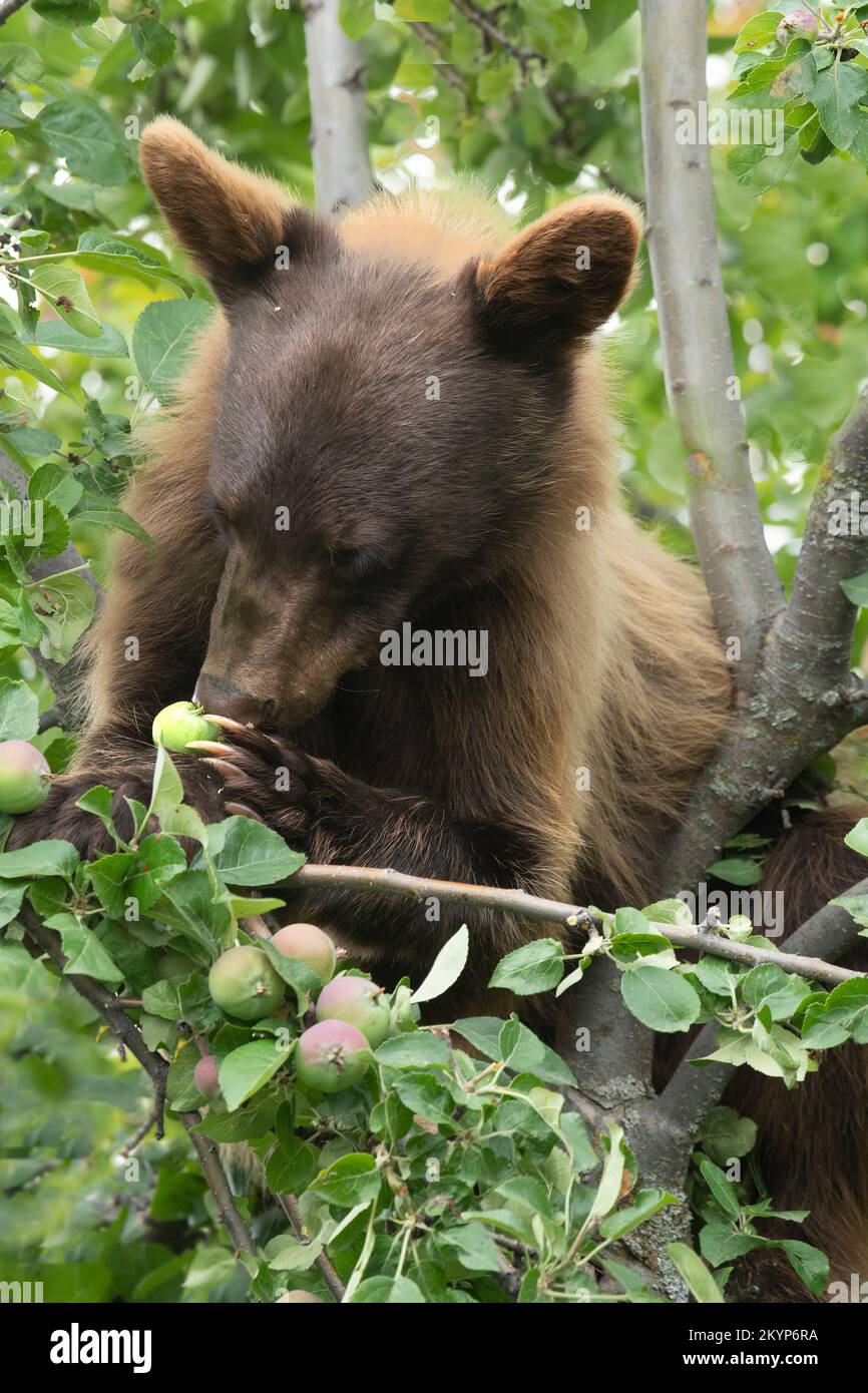 Black Bear, Cinnamon color, Eating apples, Montana Stock Photo