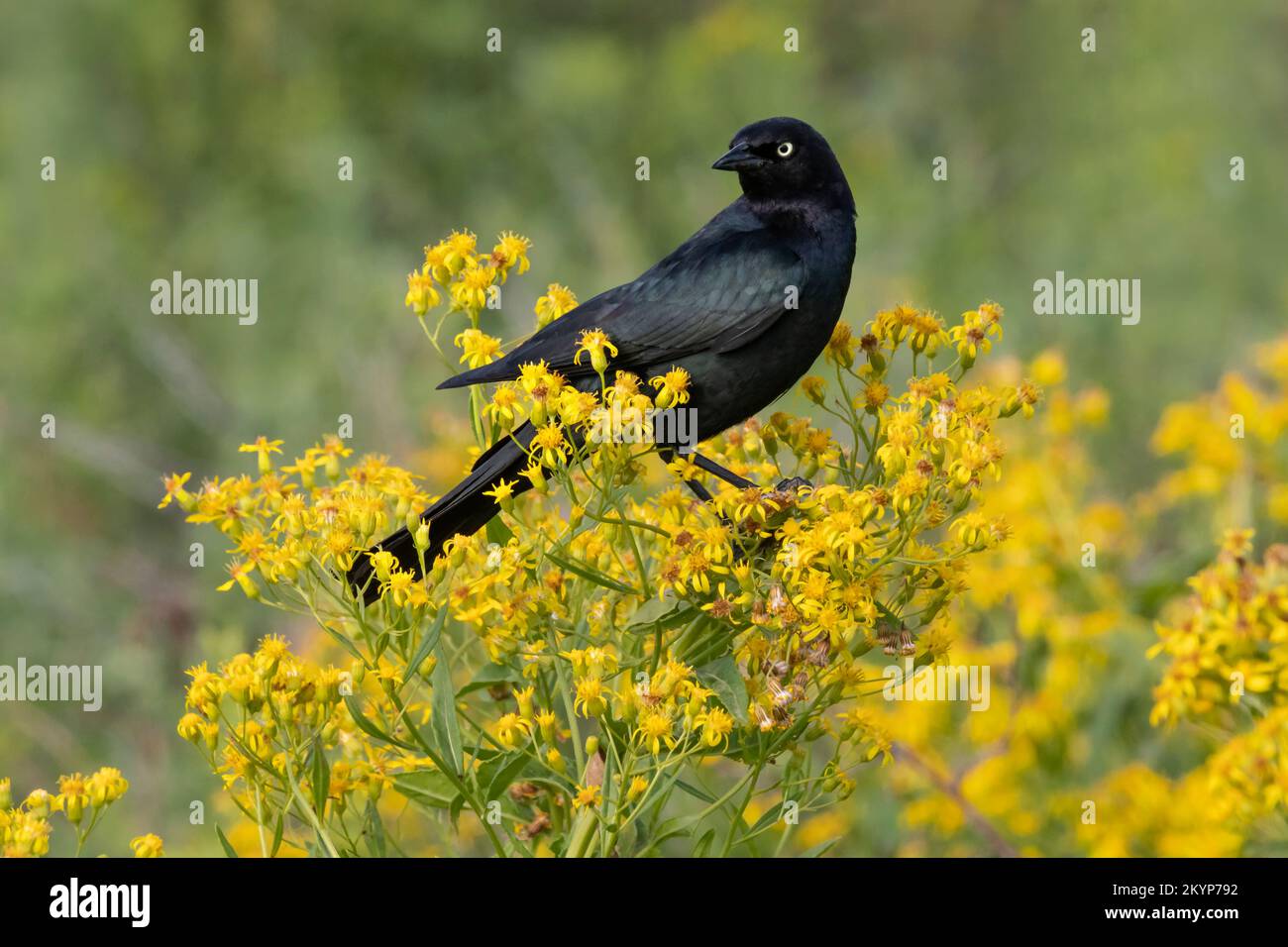 North America; United States; Montana; Wildlife; Birds; Brewer's  blackbird; Euphagus cyanocephalus Stock Photo