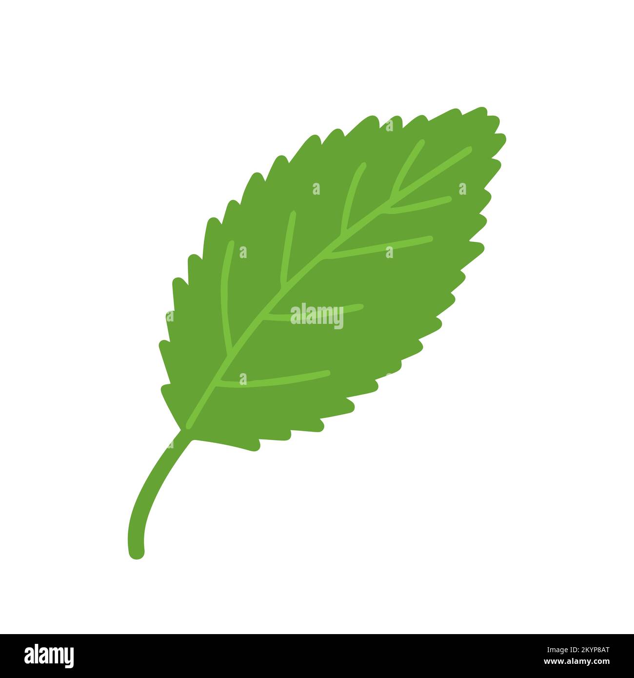 Hand drawn vector green leaf isolated Stock Vector Image & Art - Alamy