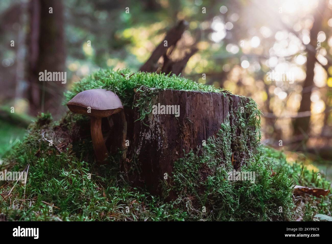 Polish porcini mushroom under stump at sunset Stock Photo Alamy
