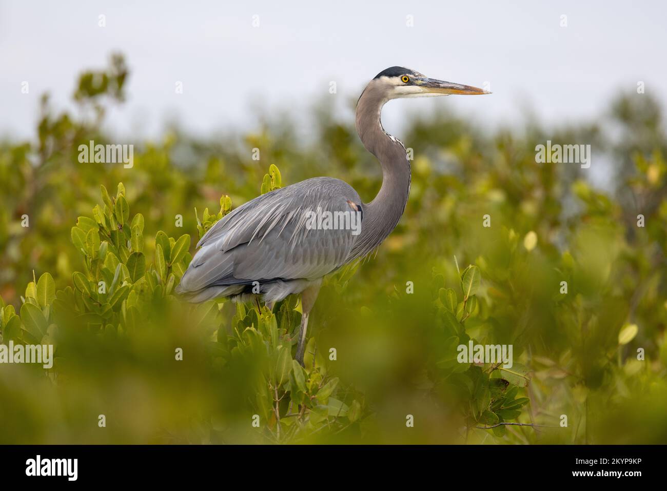 Great Blue Heron in the wild Stock Photo Alamy